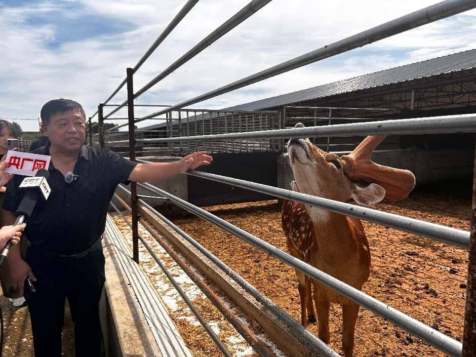 解码“中国梅花鹿之乡”的全产业链密码